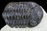 Bargain, Morocops Trilobite - Visible Eye Facets #110635-2